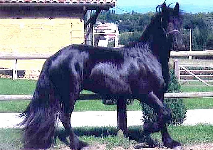 REISTE . Frison noir (original)