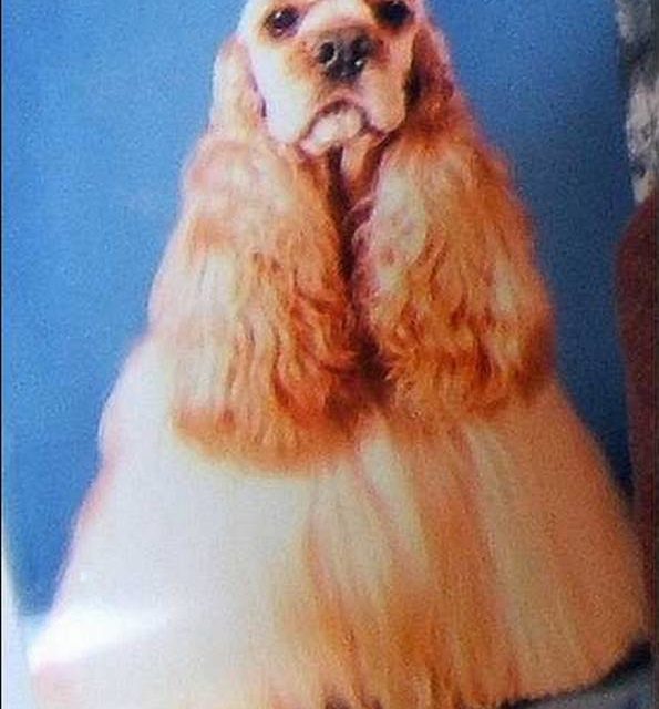 ROBIN MASTER . cocker américain (original)