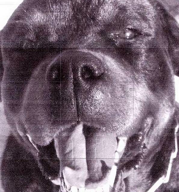 ROTTWEILER (original)