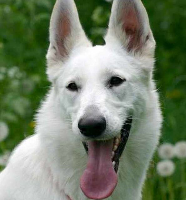 SHADOW . berger blanc suisse (original)