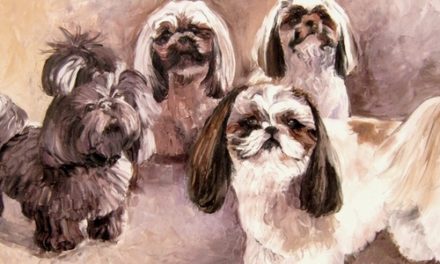 SHIHTZUS . huile couteau