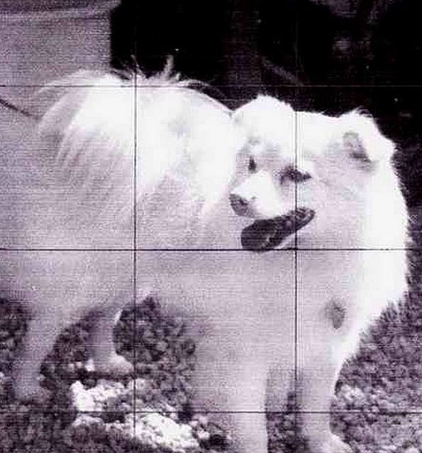 SPITZ BLANC (original)