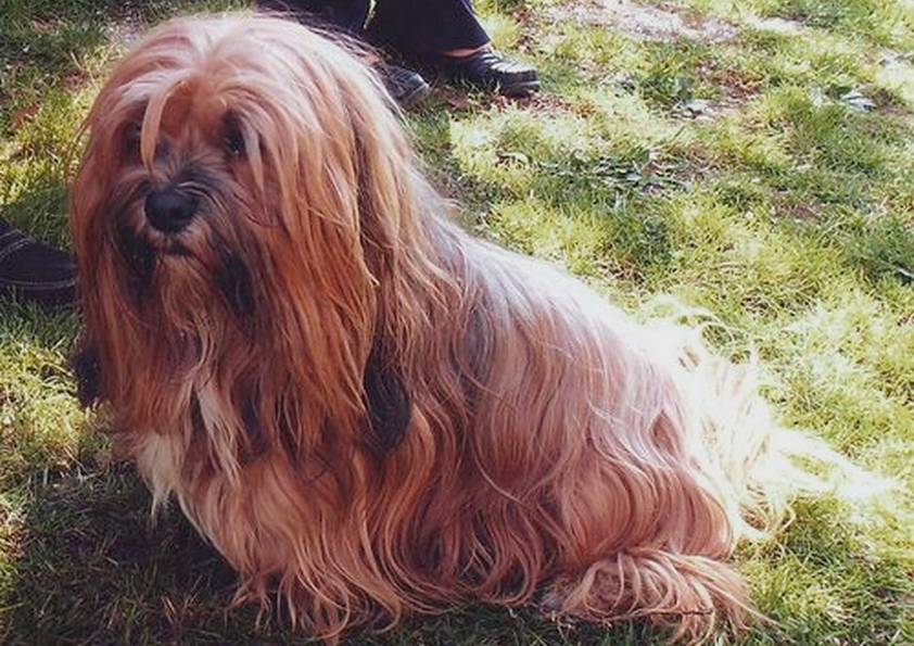 TERRIER DU TIBET (original)