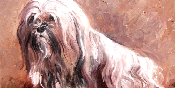 TERRIER DU TIBET . huile couteau