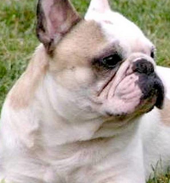 THEO D'OR . Bouledogue français (original)