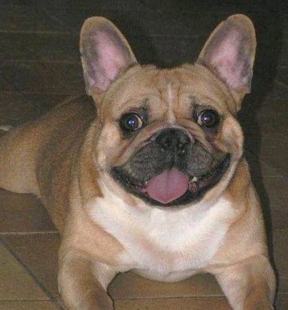 TITUS . bouledogue français (original)