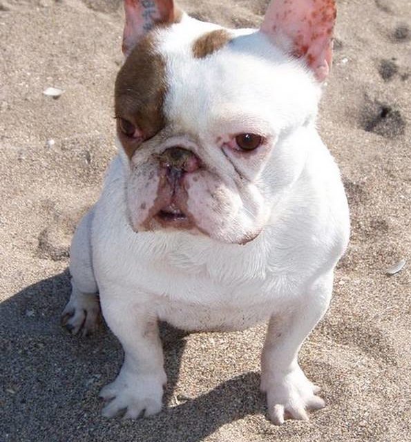 TOMMY . Bouledogue français (original)