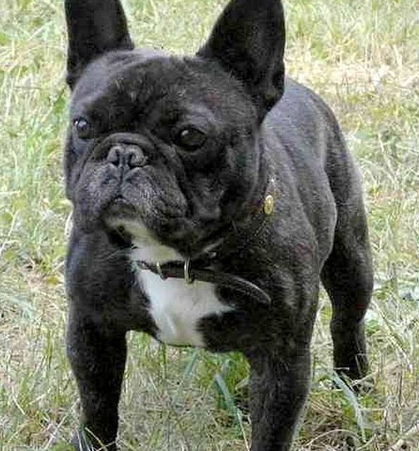 VALENCE . Bouledogue Français bringé (original)