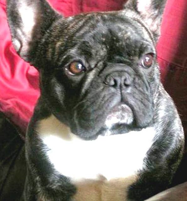 VANAKAM . bouledogue français (original)