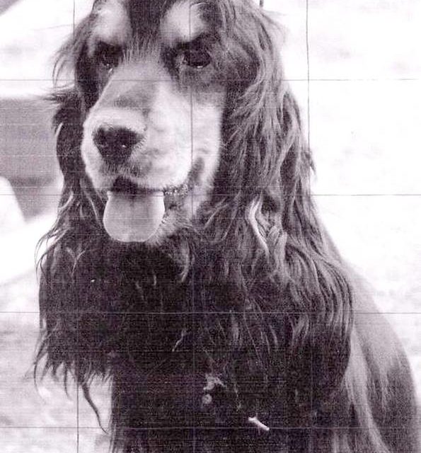 VIPPER . Cocker anglais (original)