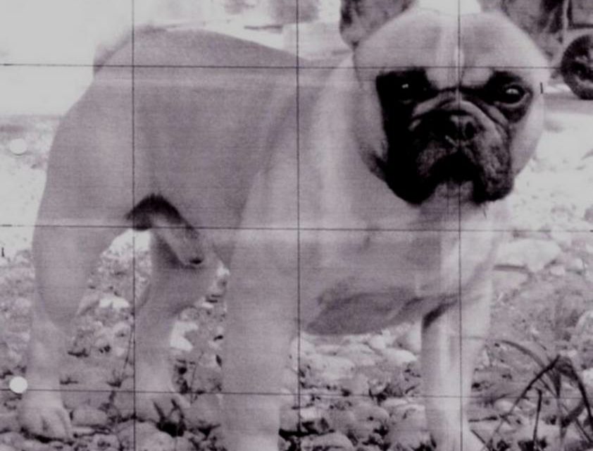 VULCAIN . Bouledogue français (original)