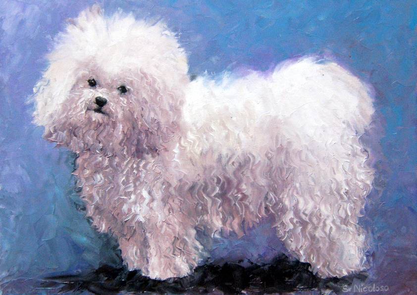 BICHON FRISE (peinture)