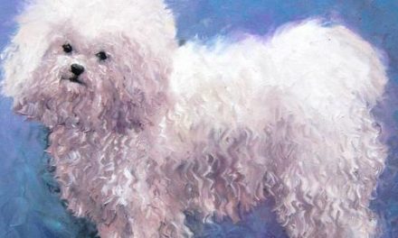 BICHON FRISE . huile couteau