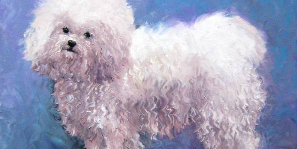 BICHON FRISE . huile couteau