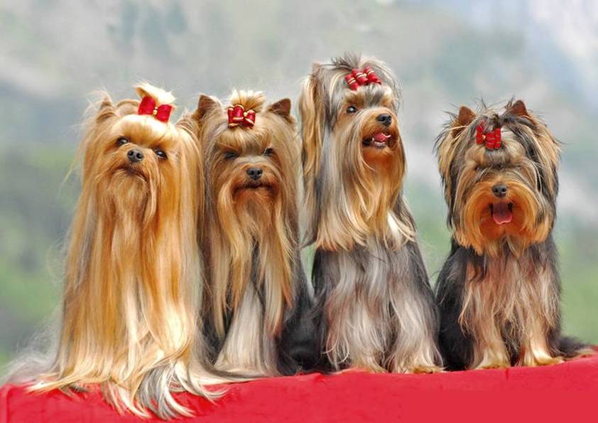 LES 4 YORKS (original)