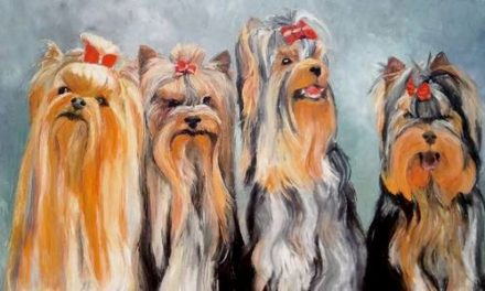 LES 4 YORKS . huile couteau