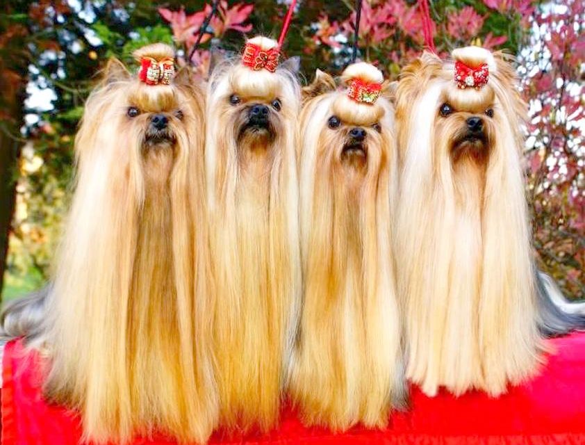 LES 4 YORKS (original)