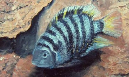 ABUDEFDUF . huile couteau