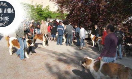 Salon à ANNECY . Centenaire du St Bernard
