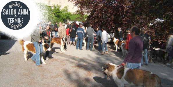 Salon à ANNECY . Centenaire du St Bernard