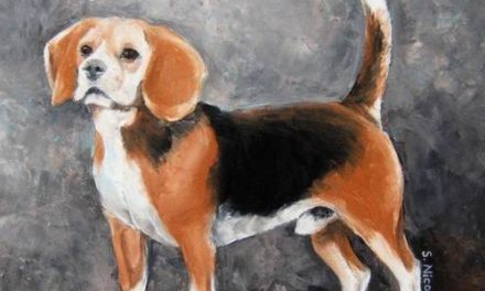 BEAGLE . huile couteau