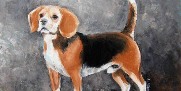 BEAGLE . huile couteau