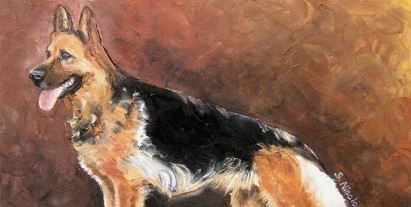 BERGER ALLEMAND . huile couteau