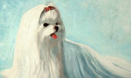 BICHON MALTAIS . huile couteau