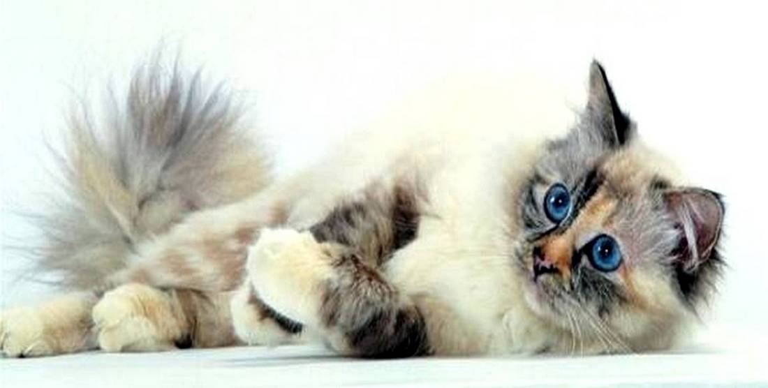 BIRMAN COUCHE (original)