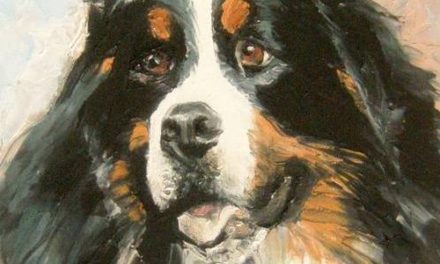 BOUVIER BERNOIS . huile couteau