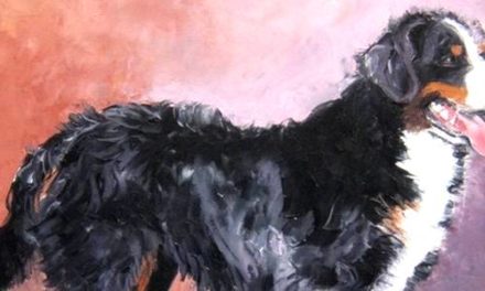 BOUVIER BERNOIS . huile couteau