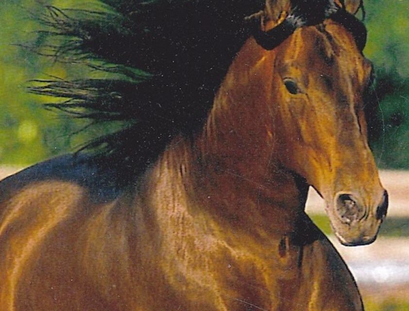 CHEVAL AU VENT (original)