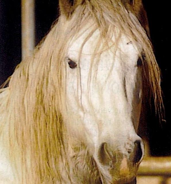 CHEVAL ROUX (original)