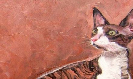 CORNISH REX . huile couteau