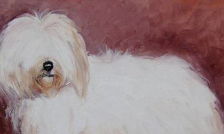COTON DE TULEAR . huile couteau