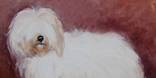 COTON DE TULEAR . huile couteau