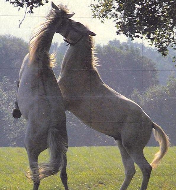 DANSE DES CHEVAUX (original)