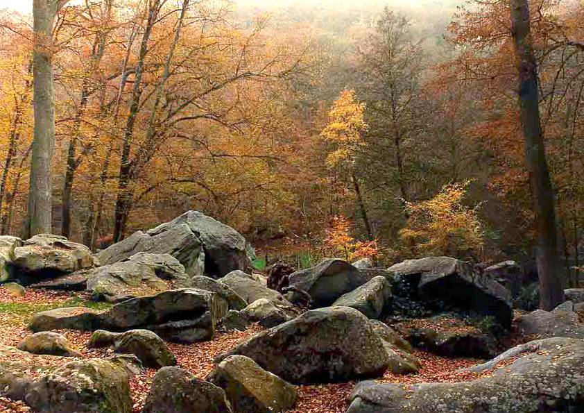 FORÊT EN AUTOMNE (original)