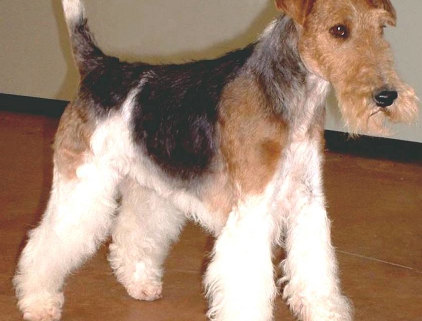 FOX TERRIER à poil dur (original)