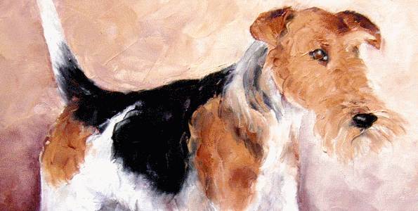 FOX TERRIER à poil dur . huile couteau