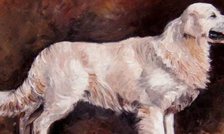 GOLDEN RETRIEVER . huile couteau