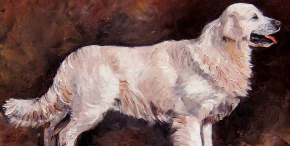 GOLDEN RETRIEVER . huile couteau