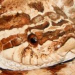 HETERODON NASICUS . huile couteau