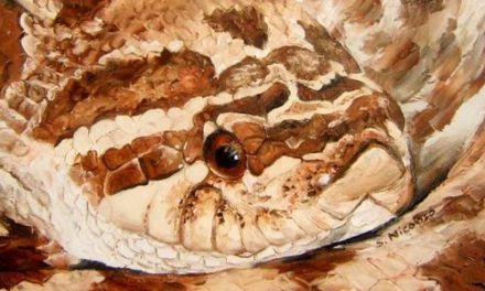 HETERODON NASICUS . huile couteau