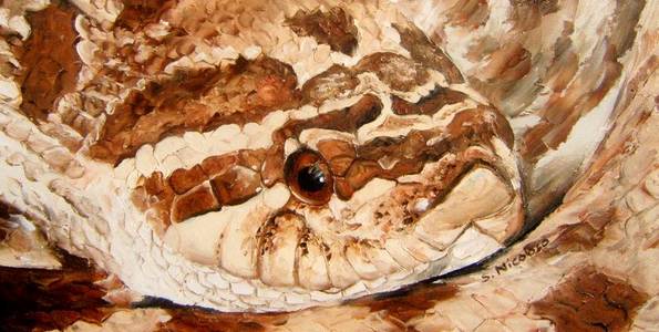 HETERODON NASICUS . huile couteau
