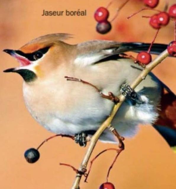 JASEUR BOREAL (original)