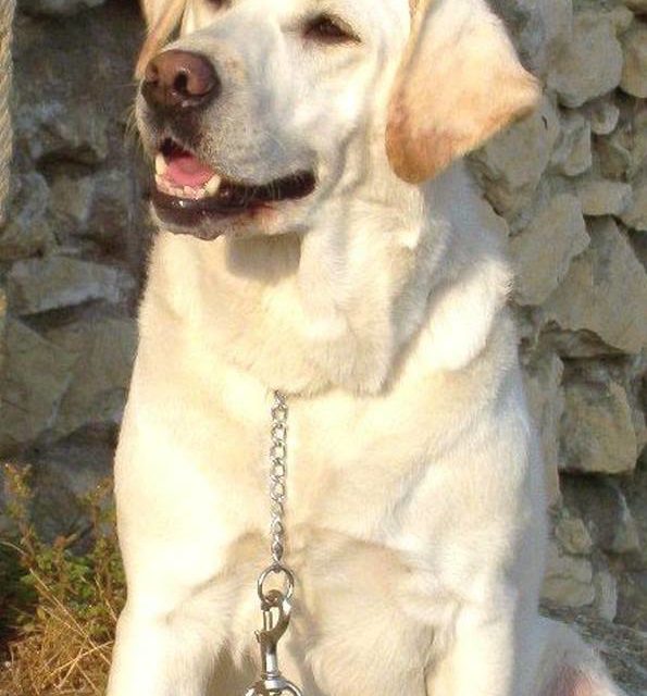 LABRADOR BLANC (original)