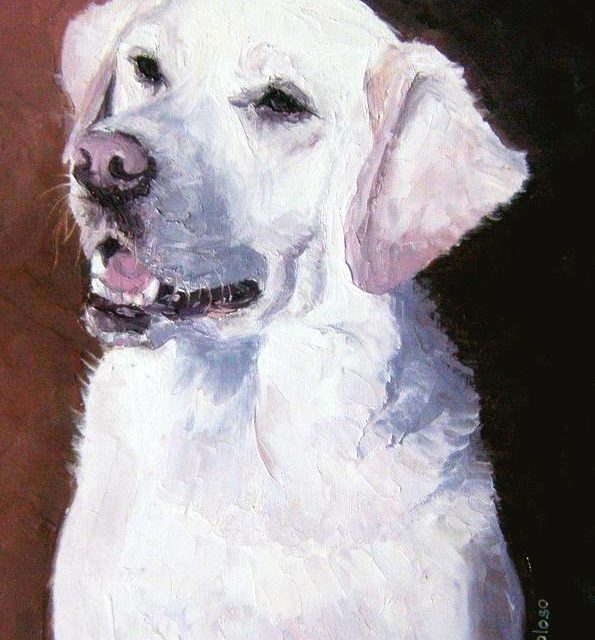 LABRADOR BLANC (peinture)