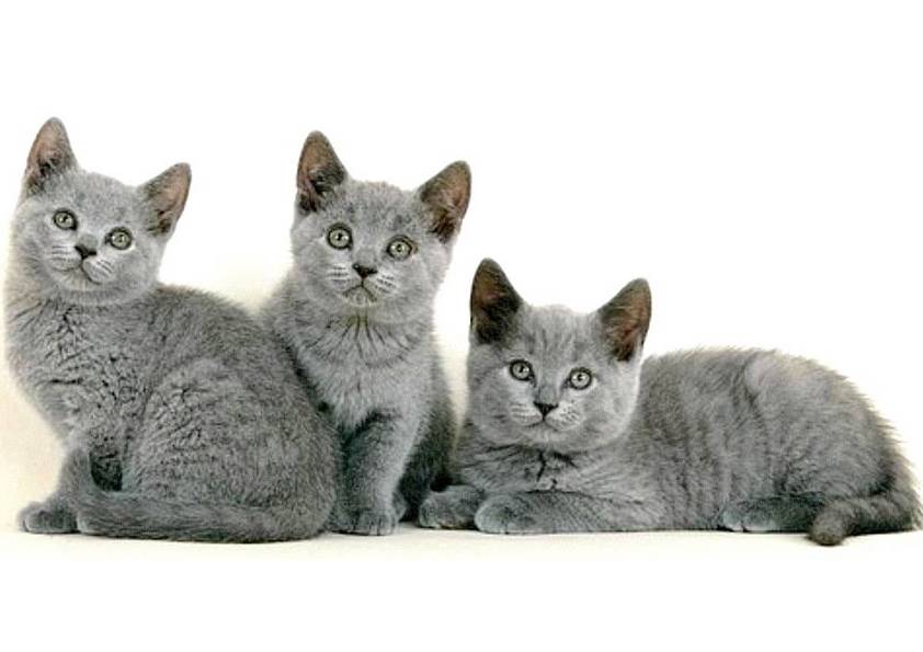 LES 3 CHARTREUX (original)