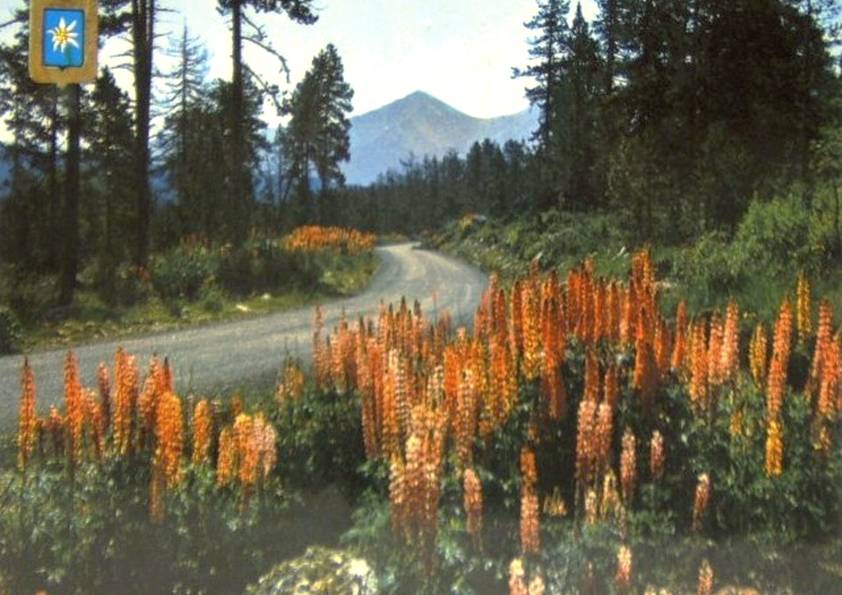 LUPINS EN FORÊT (original)